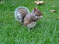 Sciurus carolinensis Ardilla gris oriental