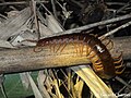 Scolopendra dehaani1.jpg