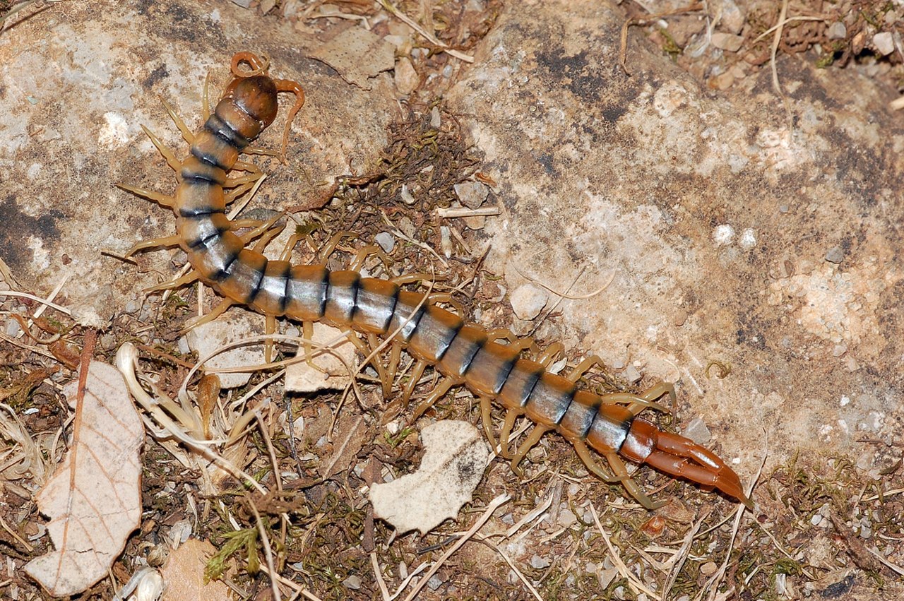 Scolopendra cingulata