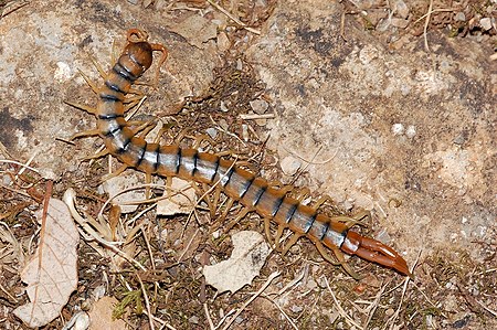 Tập_tin:Scolopendra_fg01.JPG