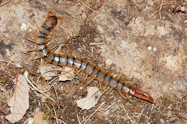 Scolopendra cingulata, a centipede