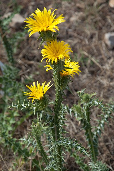 File:Scolymus grandiflorus Monte Pellegrino 07.jpg