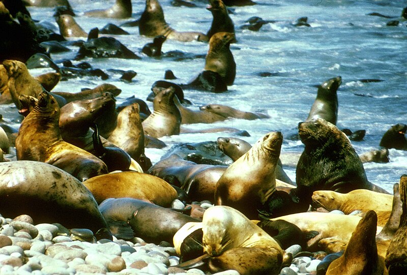 File:Sea lions on coast near water eumetopias jubatus.jpg