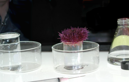 A purple sea urchin being tested for pollution using a whole effluent toxicity method.