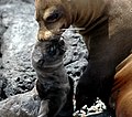 Galapagos Islands Seal with pup photo taken by myself.