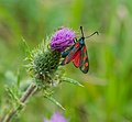 * Nomination Six-spot burnet (Zygaena filipendulae) on Cirsium --Tuxyso 17:38, 12 August 2014 (UTC) * Promotion Very good. --Livioandronico2013 13:17, 13 August 2014 (UTC)