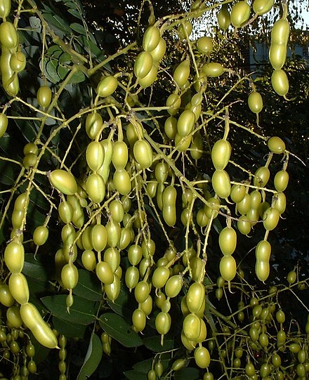 Софора японская. Sophora japonica. Софора дерево. Софора японская растение растение.