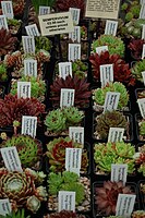 O selecție de cultivare Sempervivum, de vânzare la Gardeners 'World Live 2012⁠(d)