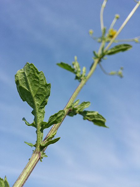 File:Senecio erraticus sl14.jpg