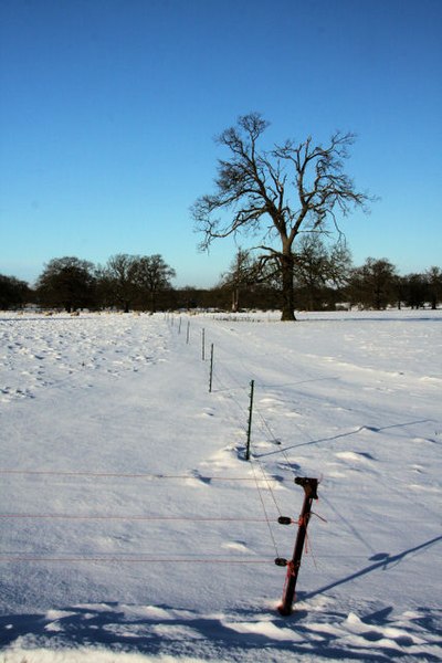 File:Sheep fencing in Ickworth Park - geograph.org.uk - 1628878.jpg