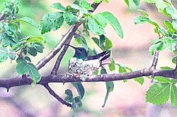 Shining-green Hummingbird.jpg
