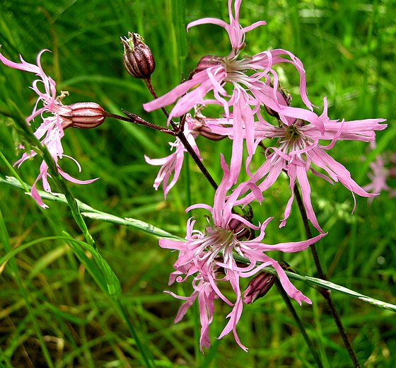 Силен цветок. Lychnis Flos-cuculi. Silene Flos-cuculi. Coccyganthe Flos-cuculi. Сильное растение.