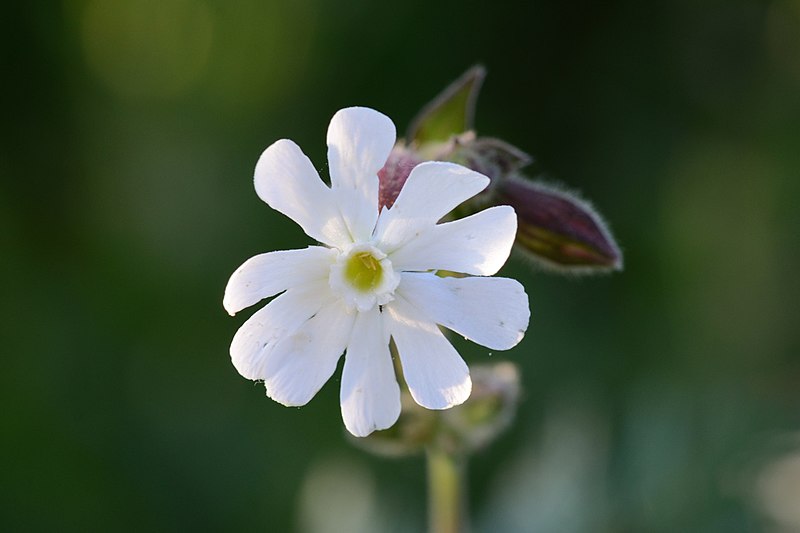 File:Silene latifolia subsp. alba (7263882768).jpg