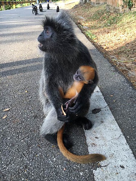 File:Silvery leaf monkey mother and baby.jpg