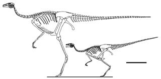 <i>Sinornithomimus</i> Extinct genus of reptiles