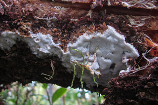 <i>Skeletocutis kuehneri</i> Species of fungus