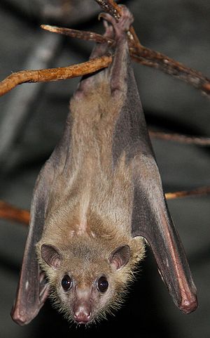 Egyptian Fruit Bat