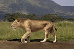 Smilodon var ett kattdjur i underordningen Machairodontinae.