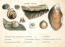 Engraving from William Smith's monograph on identifying strata based on fossils Smith fossils1.jpg