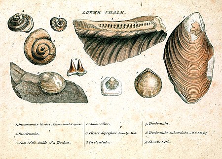 Tập_tin:Smith_fossils1.jpg