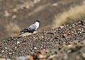Snow Pigeon (Columba leuconota) (27243298523).jpg