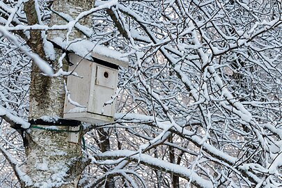 Snow on a bird nest box on a birch at Brastad Arena