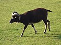 Soay Sheep on Holy Isle 10A173.JPG