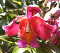 Sobralia dichotoma specie tipo