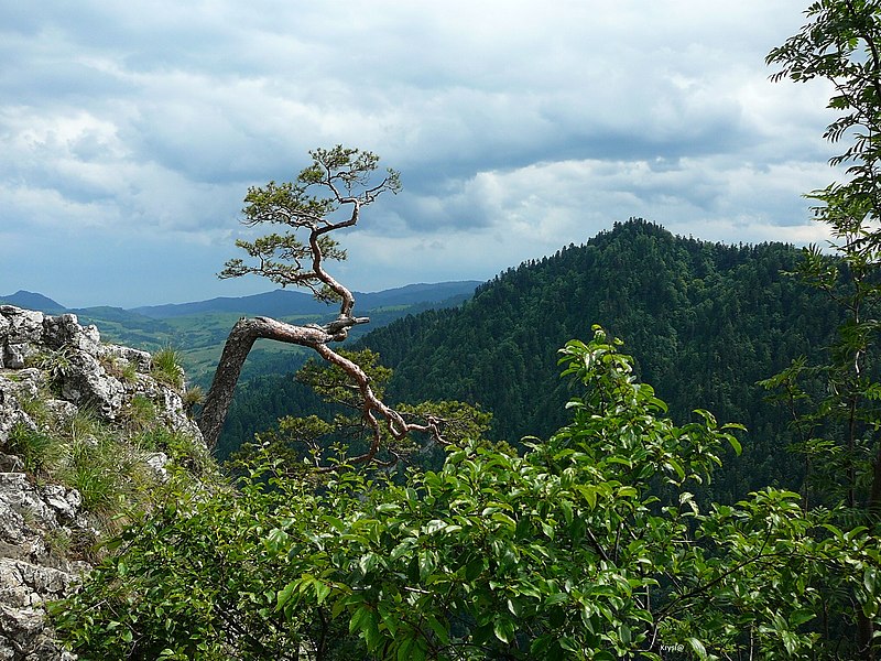 File:Sokolica,Pieniny - panoramio.jpg