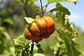 Solanum aethiopicum MS 2264.JPG