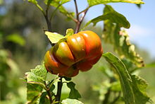 Fruit of S. aethiopicum from SW Burkina Faso Solanum aethiopicum MS 2264.JPG