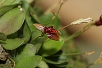 Specklinia rubidantha