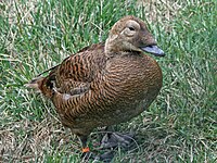 Eider, Spectacled ♀ Somateria fischeri