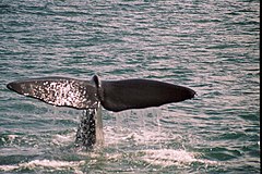Хвостовой плавник кашалота, хорошо заметный при нырянии кита