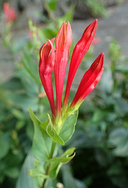 File:Spigelia marilandica kz5.jpg