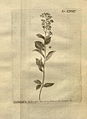 Spiraea salicifolia Amman.jpg