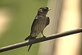 Spotted flycatcher (Muscicapa striata) D35 6921 01.jpg