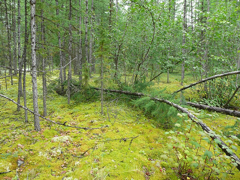 File:Srednesibirskoe ploskogorie les v rajone reki Tunguska 01.jpg