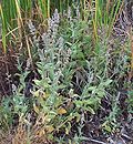 Stachys albens üçün miniatür