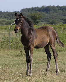 Vachtkleur paarden - Wikipedia