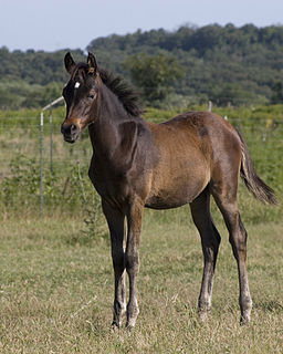 Foal Horse of either sex up to the age of one year