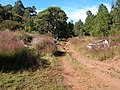 Starr-041219-1609-Melinis minutiflora-plumas-Reserva Forestal Makawao-Maui (24353814049) .jpg