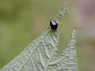 <i>Lius</i> Genus of beetles