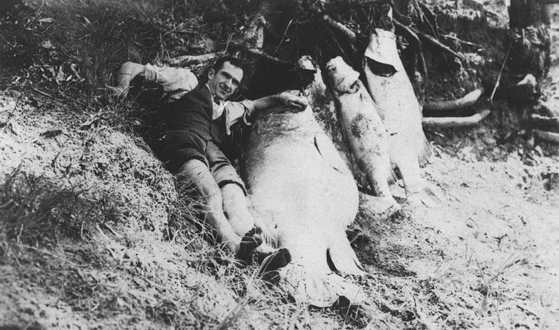 File:StateLibQld 1 391929 Fish killed by spillage in the Millaquin Distillery fire, Bundaberg, 1936.jpg