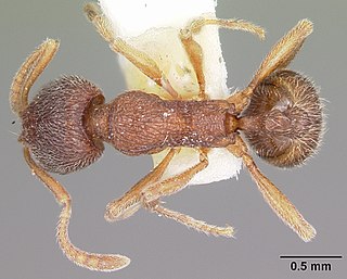 <i>Stenamma brevicorne</i> Species of ant