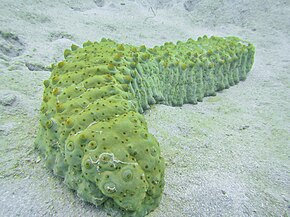 A typical stichopodid (Stichopus herrmanni) -- massive sea cucumber, angular in cross-section, with thick papillae looking like tubercles. Stichopus herrmanni (Mayotte).jpg