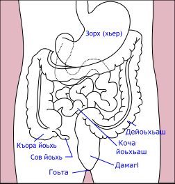 File:Stomach colon rectum diagram ce.svg