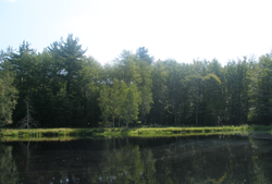 Swan Lake in Upstate New York