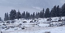 Groupe veterinaire et animaux de l'armee 13 train column above Disentis Swiss Army - Groupe veterinaire et animaux de l'armee 13 train column above Disentis in November 2021 - 03.jpg