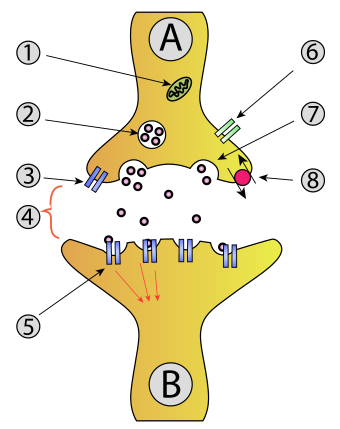 Synapse diag1.svg